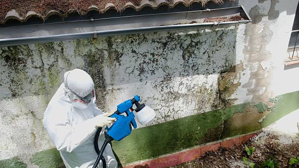 Top rated local Mold Remediation specialists in Brighton, CO